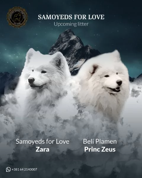 Samoyed adulti e cuccioli in vendita | Foto 5