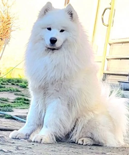 Samoyed adulti e cuccioli in vendita | Foto 2