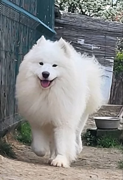 Samoyed adulti e cuccioli in vendita | Foto 1