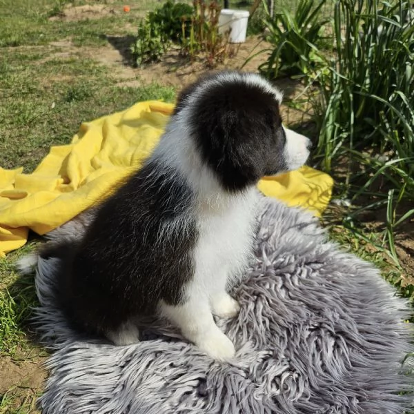 Dolci cuccioli Border Collie cercano casa | Foto 0