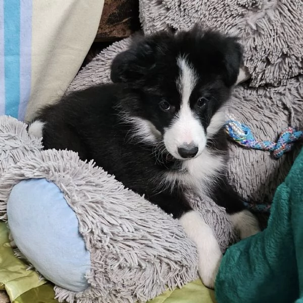 Dolci cuccioli Border Collie cercano casa
