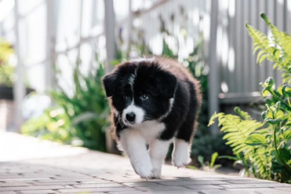 Border Collie: aspetto, carattere, alimentazione - magazine