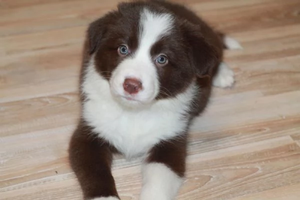 Cuccioli Border Collie compagni ideali per vita attiva e affetto infinito