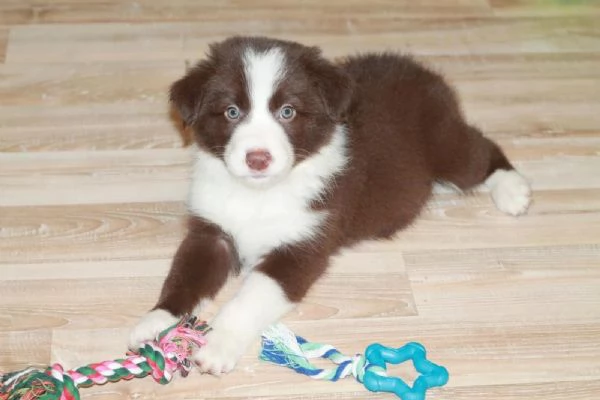 Cuccioli Border Collie compagni ideali per vita attiva e affetto infinito | Foto 0