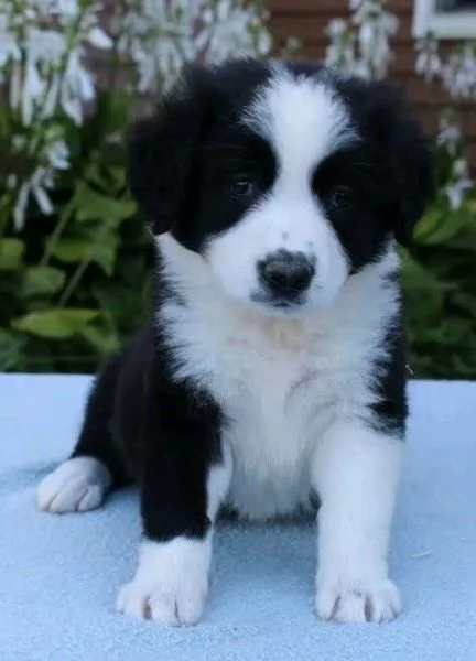 Due cuccioli Border Collie  pronti per la tua famiglia