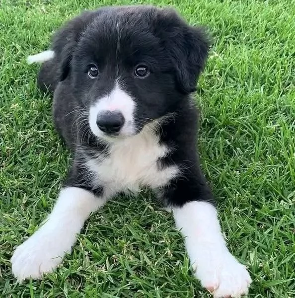 Due cuccioli Border Collie  pronti per la tua famiglia | Foto 0