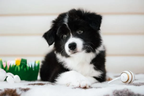 Border Collie cuccioli  gioia pura su quattro zampe