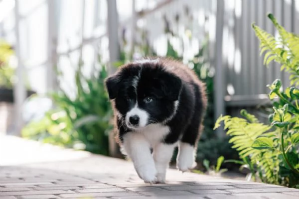 Border Collie cuccioli  gioia pura su quattro zampe | Foto 0