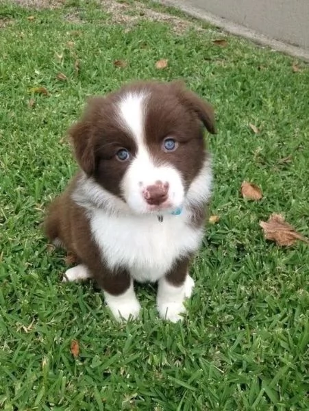 Maschio e femmina Border Collie  cuccioli dolcissimi in cerca di amore | Foto 0