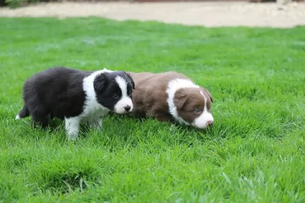 Maschio e femmina Border Collie  cuccioli dolcissimi in cerca di amore