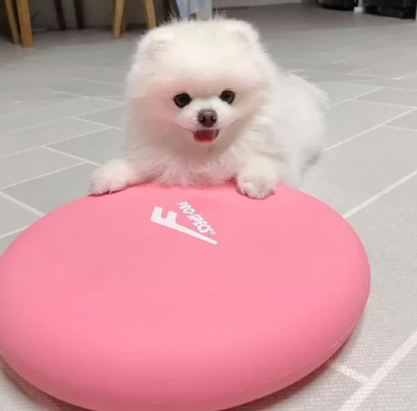 meraviglioso cuccioli di razza Pomerania toy taglia piccola per ladozione gratuita