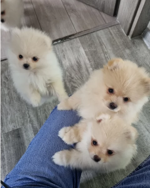 meraviglioso cuccioli di razza Pomerania toy taglia piccola per ladozione gratuita | Foto 1