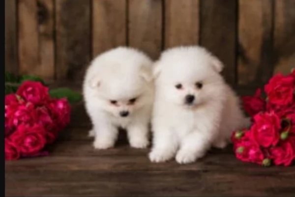 meraviglioso cuccioli di razza Pomerania toy taglia piccola per ladozione gratuita | Foto 2