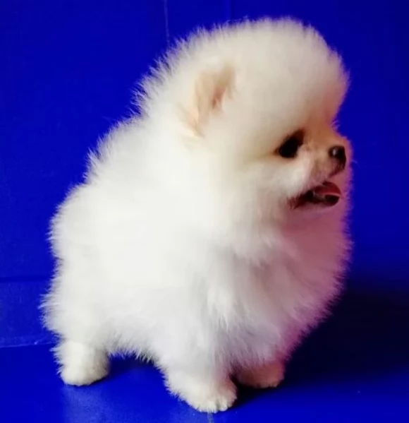 meraviglioso cuccioli di razza Pomerania toy taglia piccola per ladozione gratuita | Foto 4