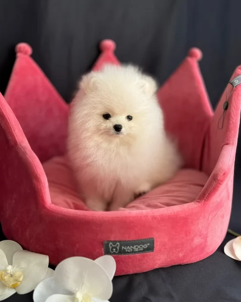 meraviglioso cuccioli di razza Pomerania toy taglia piccola per ladozione gratuita | Foto 1