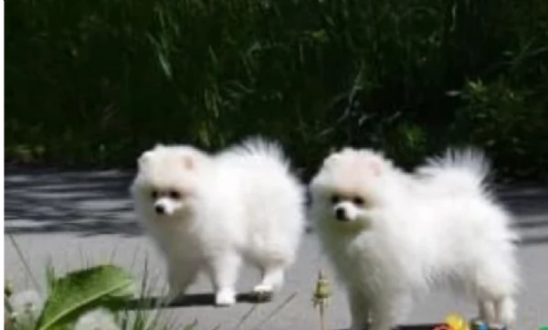 meraviglioso cuccioli di razza Pomerania toy taglia piccola per ladozione gratuita | Foto 6