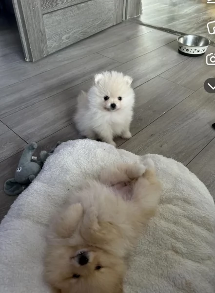 meraviglioso cuccioli di razza Pomerania toy taglia piccola per ladozione gratuita | Foto 3