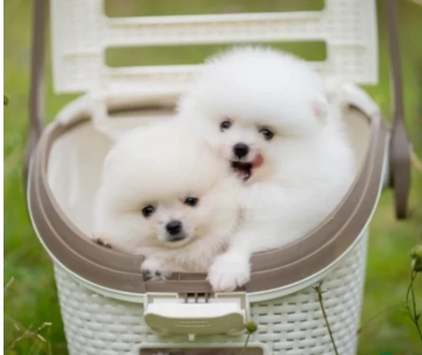 meraviglioso cuccioli di razza Pomerania toy taglia piccola per ladozione gratuita | Foto 0