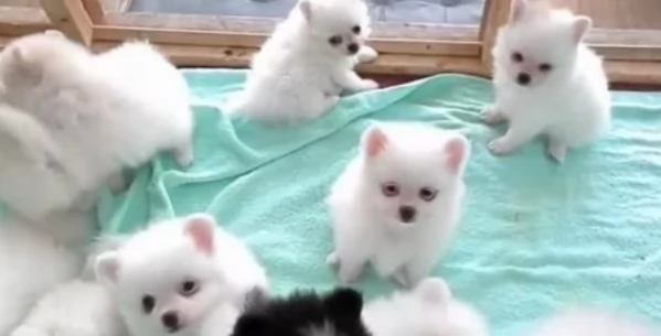 meraviglioso cuccioli di razza Pomerania toy taglia piccola per ladozione gratuita | Foto 0