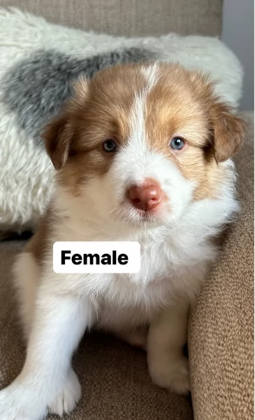 disponibili cuccioli di border collie femmine e maschi  | Foto 0