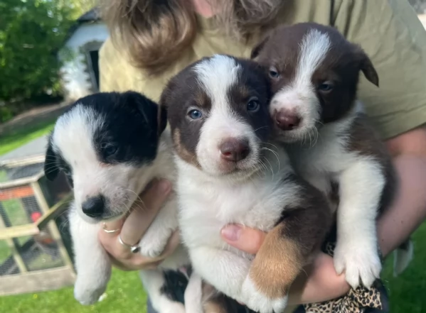 disponibili cuccioli di border collie femmine e maschi  | Foto 1