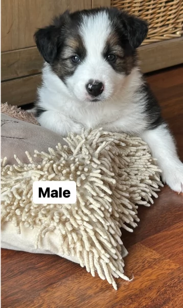 disponibili cuccioli di border collie femmine e maschi  | Foto 0