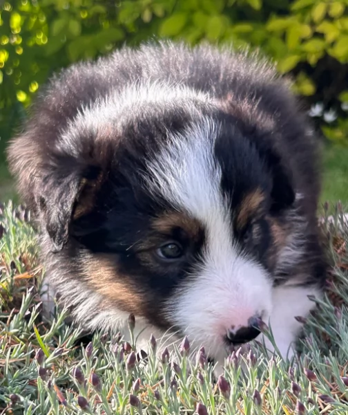 disponibili cuccioli di border collie femmine e maschi  | Foto 4