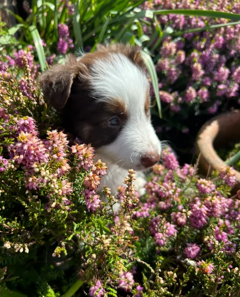 disponibili cuccioli di border collie femmine e maschi  | Foto 3