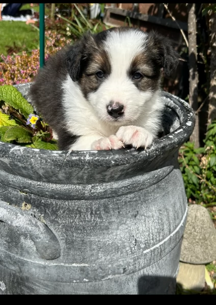 disponibili cuccioli di border collie femmine e maschi  | Foto 2