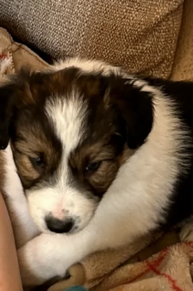 disponibili cuccioli di border collie femmine e maschi  | Foto 0