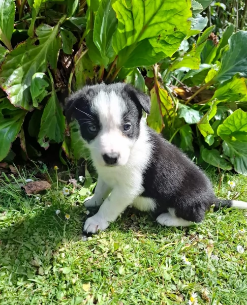 disponibili cuccioli di border collie femmine e maschi  | Foto 3