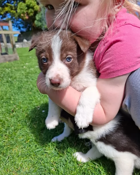 disponibili cuccioli di border collie femmine e maschi  | Foto 2