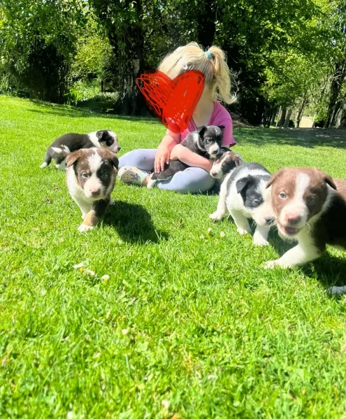 disponibili cuccioli di border collie femmine e maschi 