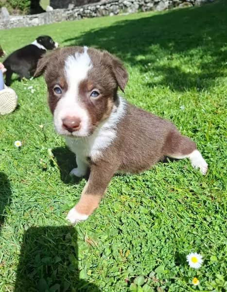 disponibili cuccioli di border collie femmine e maschi  | Foto 1
