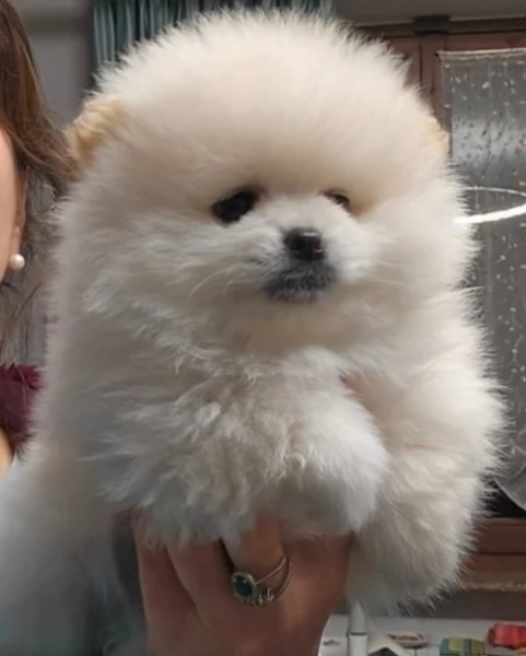 Regalo cuccioli di razza Pomeranian toy | Foto 1