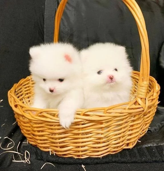 Regalo cuccioli di razza Pomeranian toy