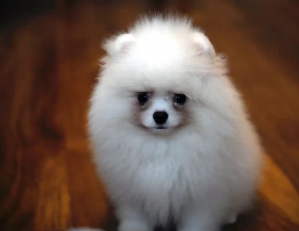 Regalo cuccioli di razza Pomeranian toy
