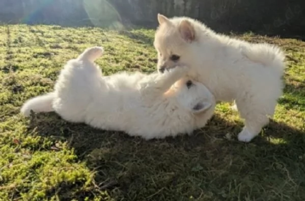 Regalo cuccioli di razza Pomeranian toy | Foto 1
