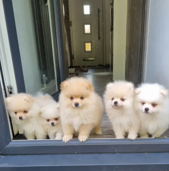 Regalo cuccioli di razza Pomeranian toy