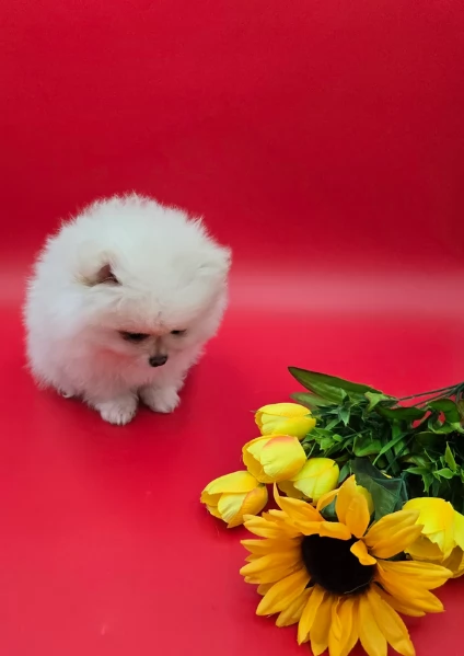 Regalo cuccioli di razza Pomeranian toy | Foto 0
