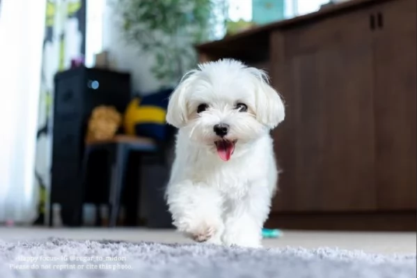 meraviglioso cuccioli di razza maltese toy taglia piccola per ladozione gratuita | Foto 1