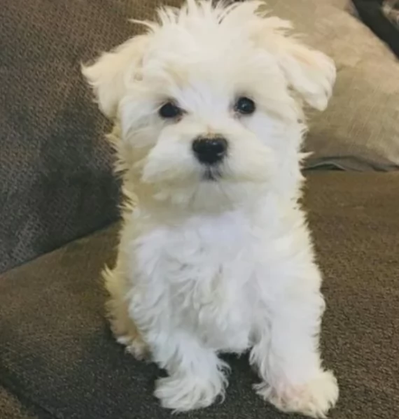 meraviglioso cuccioli di razza maltese toy taglia piccola per ladozione gratuita | Foto 5