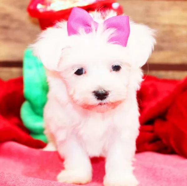 meraviglioso cuccioli di razza maltese toy taglia piccola per ladozione gratuita | Foto 3