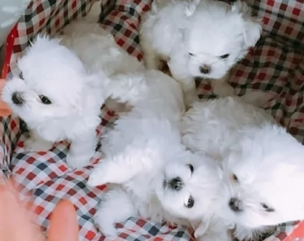 meraviglioso cuccioli di razza maltese toy taglia piccola per ladozione gratuita | Foto 0