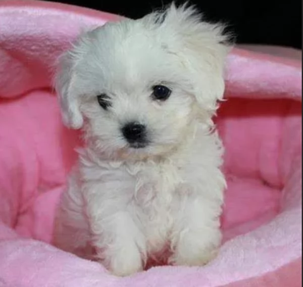 meraviglioso cuccioli di razza maltese toy taglia piccola per ladozione gratuita | Foto 5