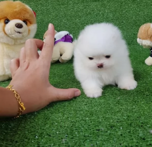 Regalo cuccioli di razza Pomeranian toy