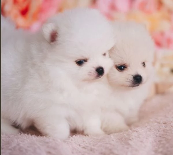 Regalo cuccioli di razza Pomeranian toy | Foto 0