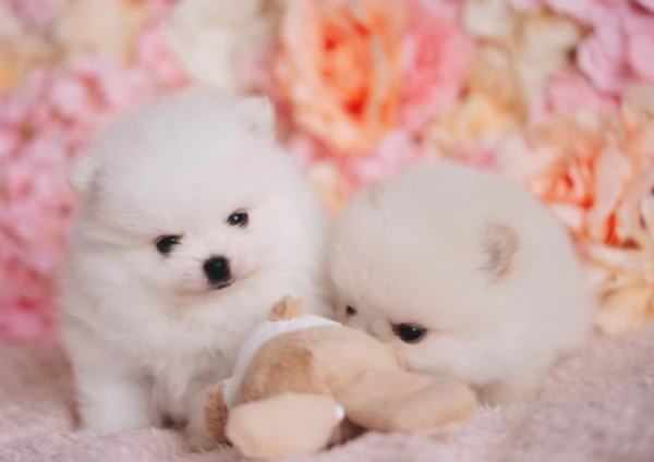 Regalo cuccioli di razza Pomeranian toy | Foto 0