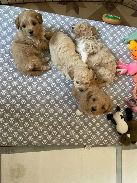Maltipoo 