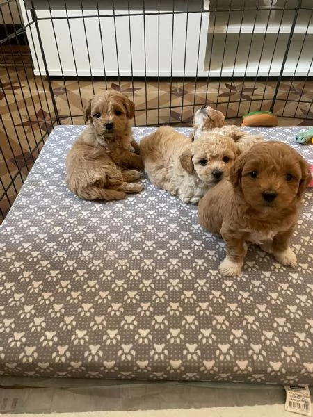 Maltipoo  | Foto 4